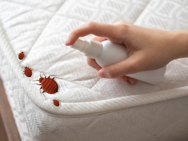 Best Termite Control Services  in Lexington, WA